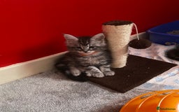 Maine Coon cats for sale: Ready Now Maine Coon kittens - Image 5