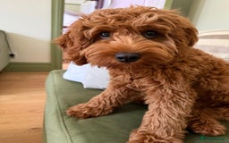 Cavapoo dogs for sale: Rare extensively health tested F1 cavapoos  - Image 35