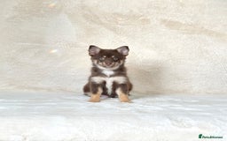 Pomsky dogs for sale: Rare lilac/tan tiny toysize Pomsky puppies - Image 5