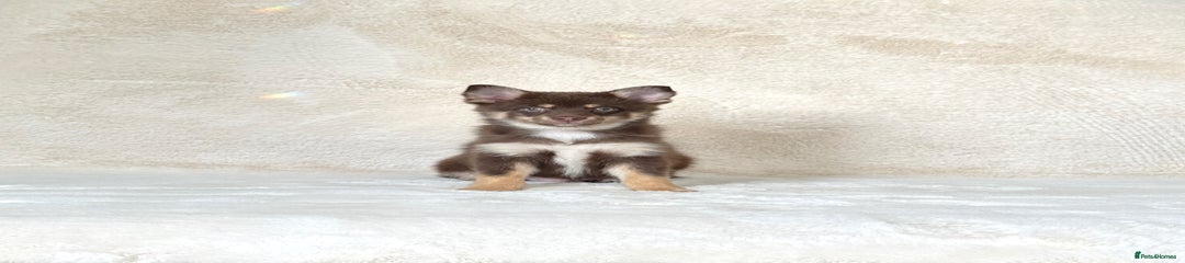 Pomsky male Puppy 2