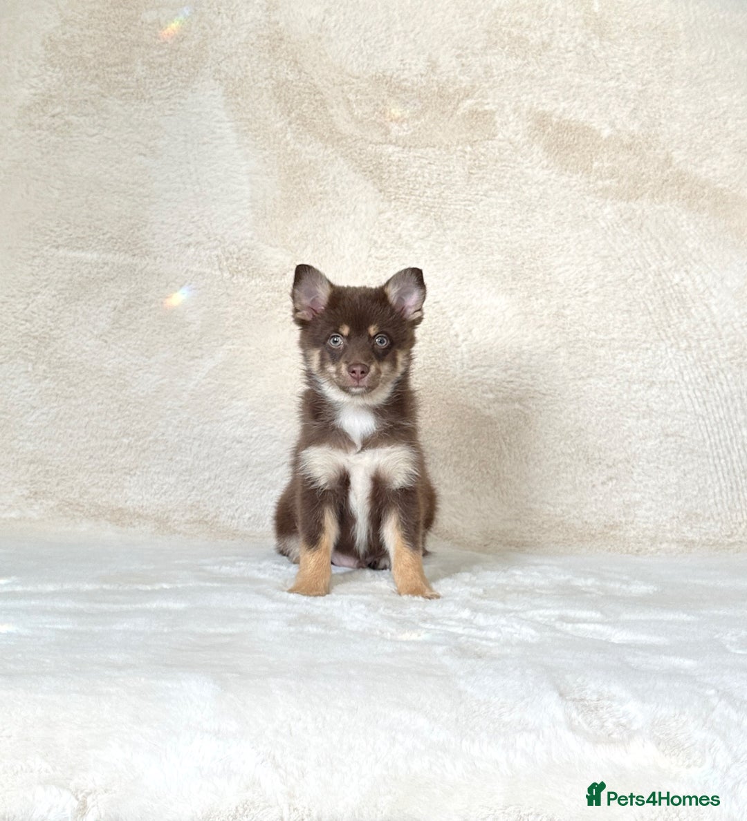 Pomsky dogs for sale: Rare lilac/tan tiny toysize Pomsky puppies - Image 5