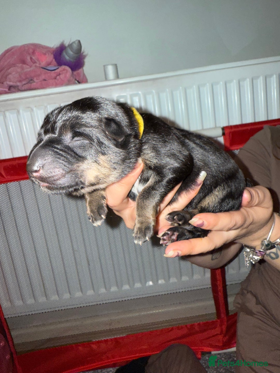 German Shepherd dogs for sale: German shepard  pups  - Image 10