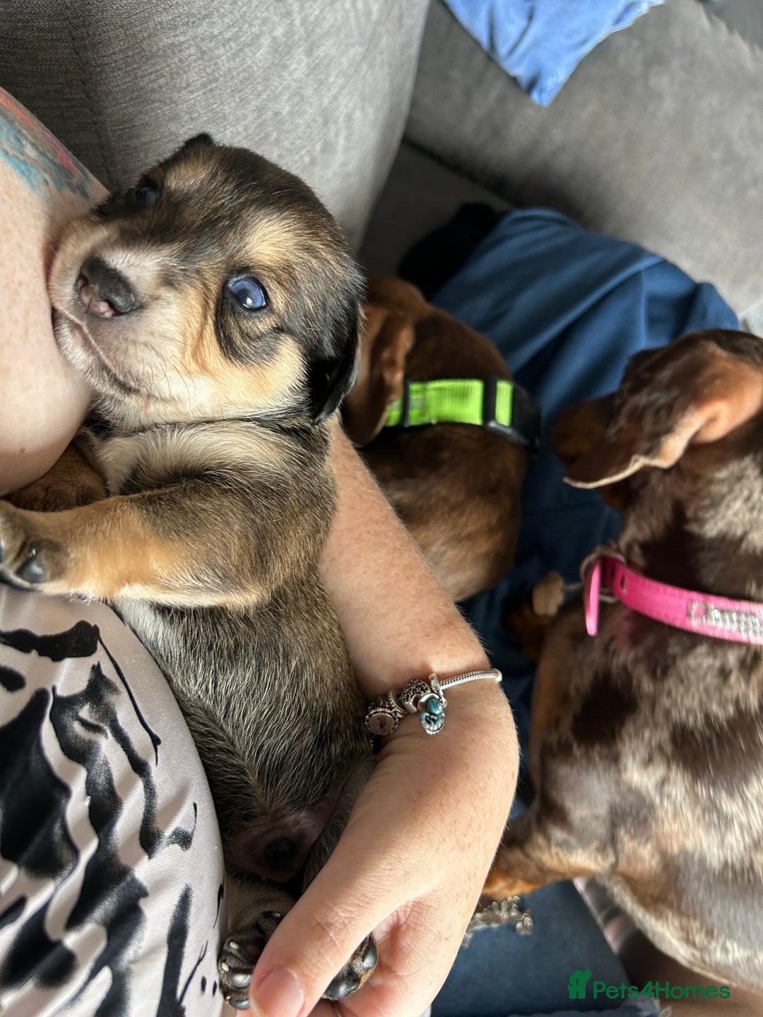 Mixed Breed dogs for sale: Husky cross dashound rare breed  - Image 10