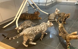 Bengal cats for sale: Bangal Kittens  - Image 23