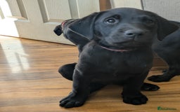 Labrador Retriever dogs for sale: Last black lab bitches available  - Image 18