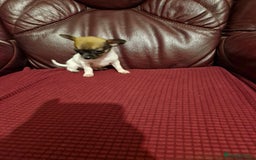 Chihuahua dogs for sale: Chihuahua puppies - Image 2