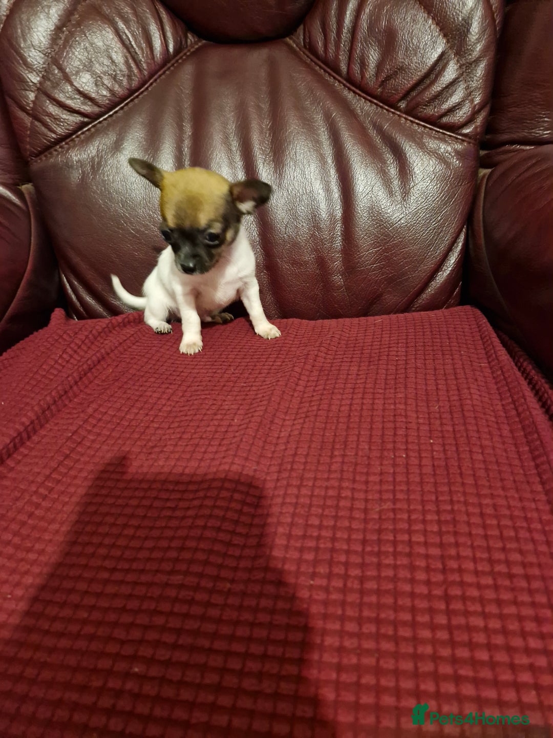 Chihuahua dogs for sale: Chihuahua puppies - Image 2