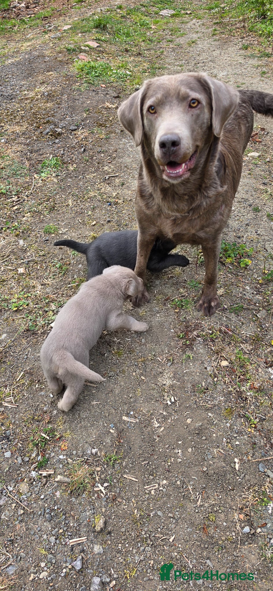 Labrador Retriever dogs SILVER AND CHARCOAL LABRADOR PUPPIES - Advert 1