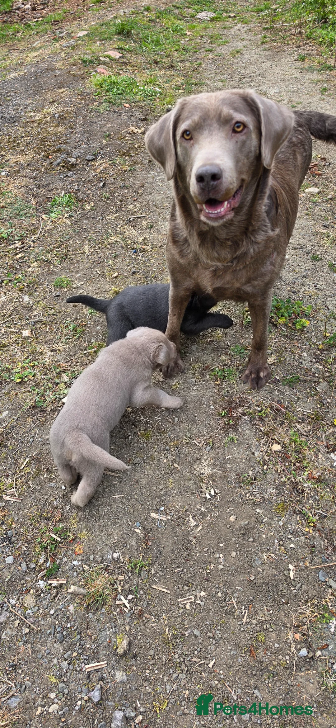Labrador Retriever dogs for sale: SILVER AND CHARCOAL LABRADOR PUPPIES - Advert 1
