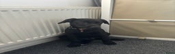 Labrador Retriever dogs for sale: 15 Week Old Black Labrador  - Advert 4