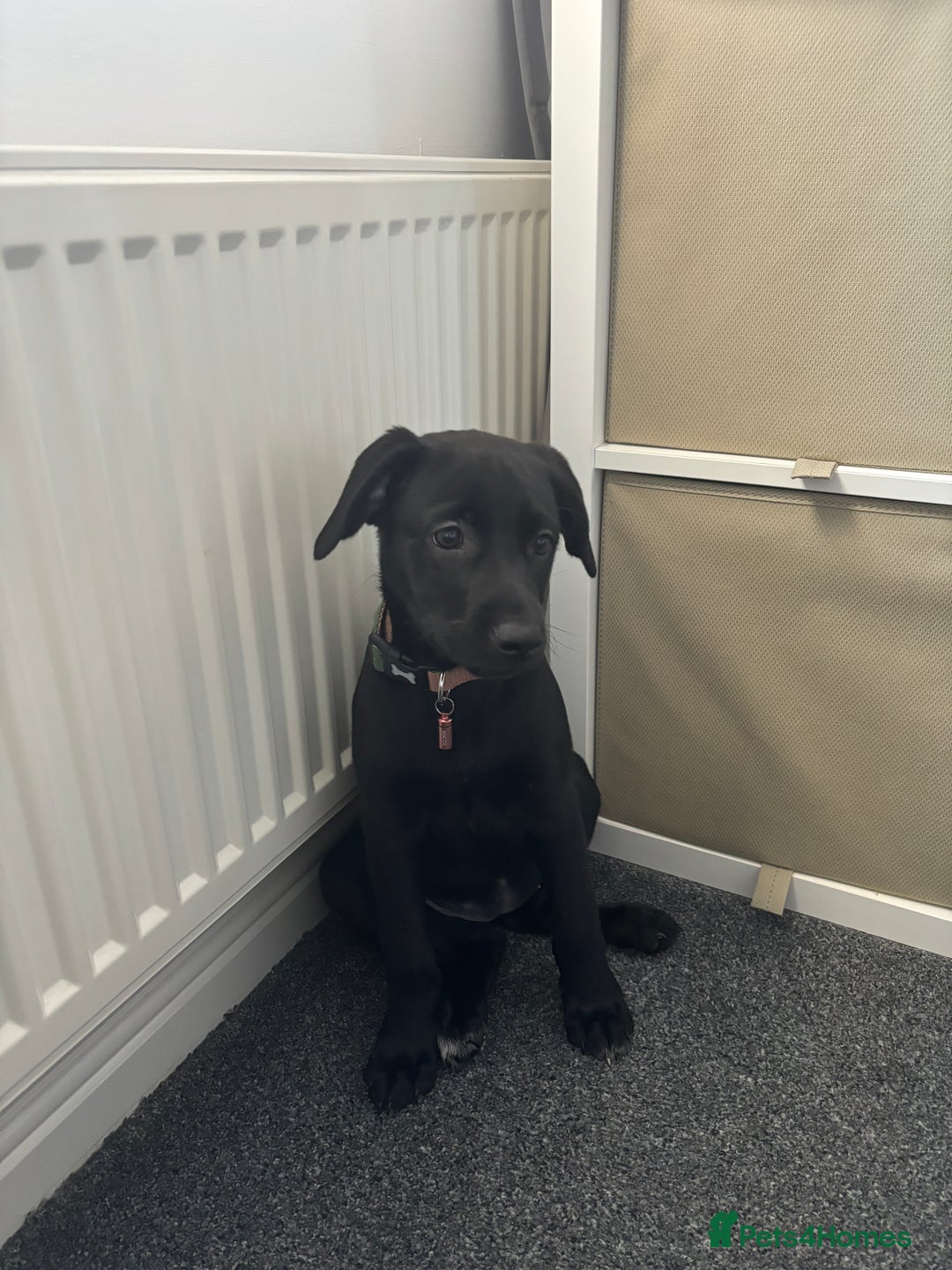 Labrador Retriever dogs for sale: 15 Week Old Black Labrador  - Advert 4