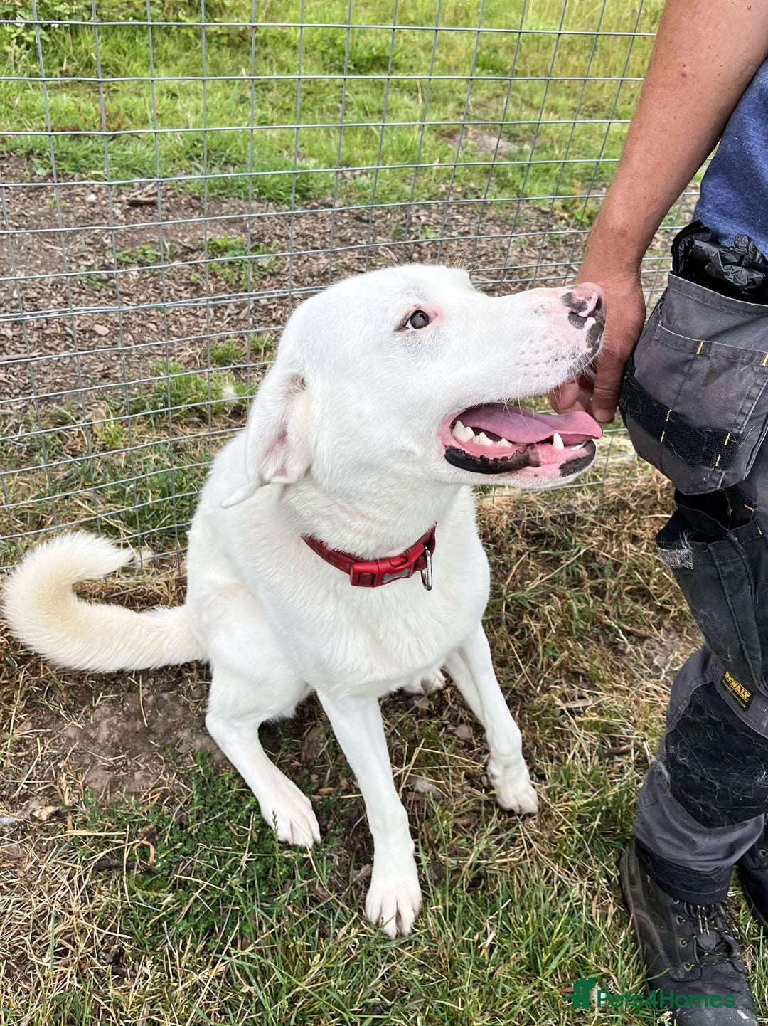Mixed Breed dogs for adoption: DOUGIE - looking for an active guardian. - Image 15
