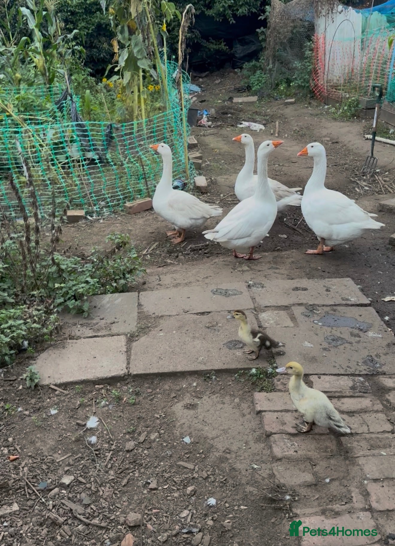 Geese poultry 4 Gosling  - Advert 5