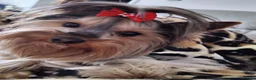 Yorkshire Terrier dogs for stud: Outstanding Yorkshire terrier for STUD only - Advert 6