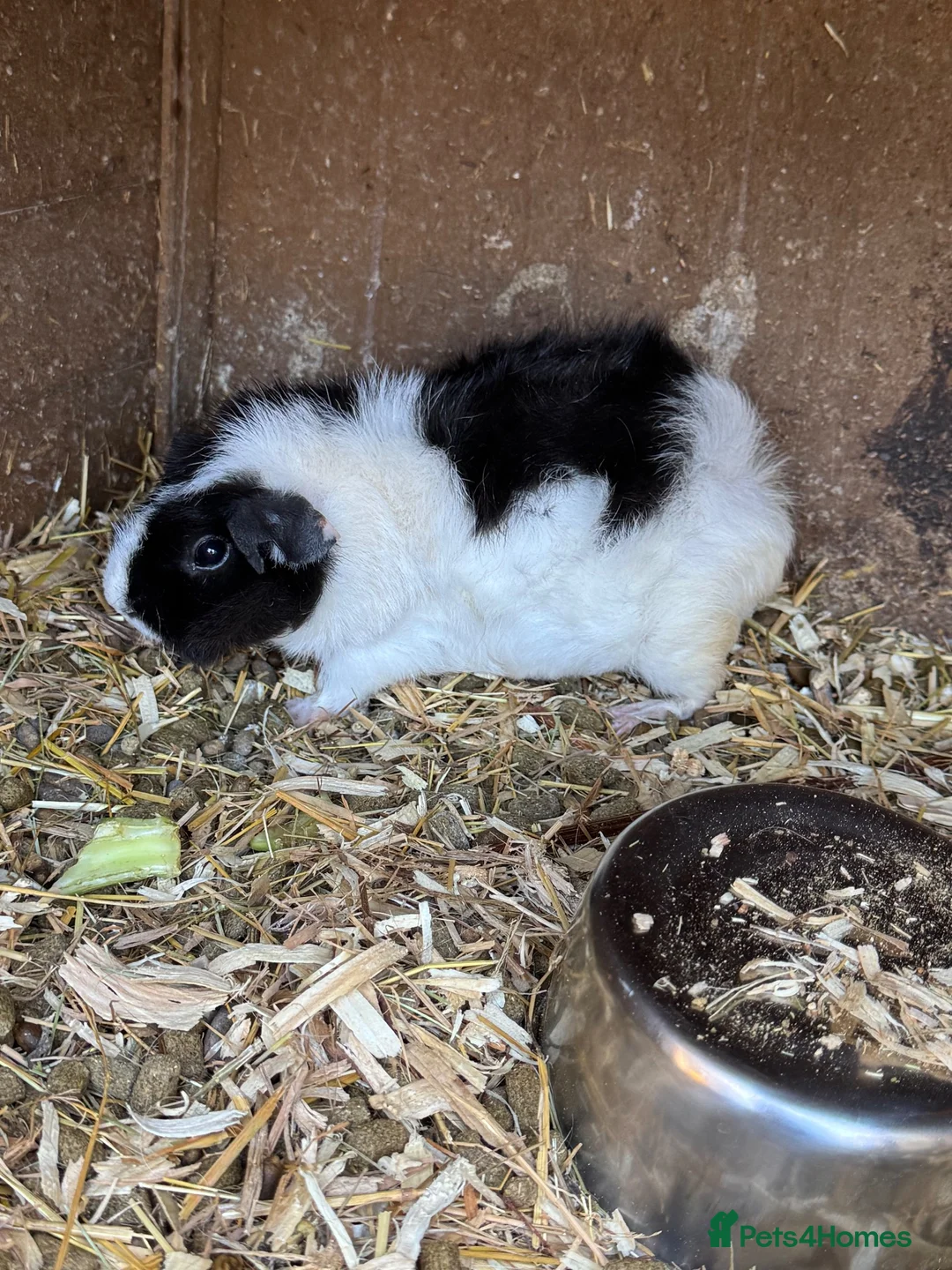 Guinea Pig rodents for sale: Guinea pig for sale two female and hutch  - Advert 2