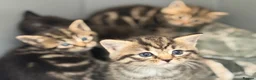 British Shorthair cats for sale: 5 Adorable Kittens – British Shorthair Cross 🐾 - Advert 7