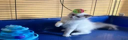 Ragdoll cats for sale: GCCF Сhampion Bloodline Ragdoll 5 GenPedigree 🏆🌟 - Advert 14