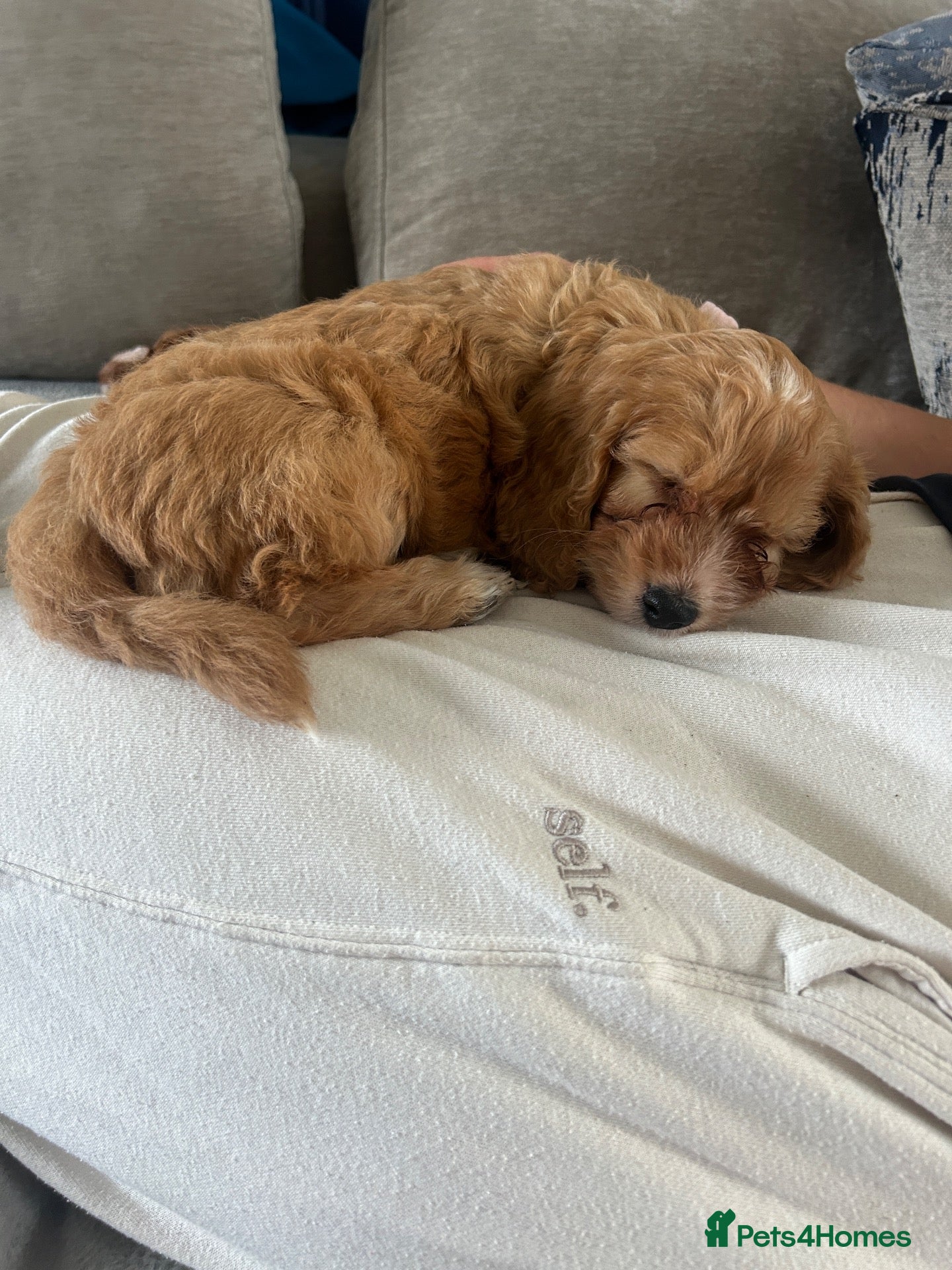 Cockapoo dogs for sale: F1 Cockapoo Puppies - Advert 2