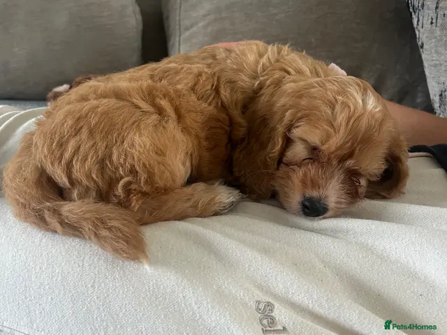 Cockapoo dogs for sale: F1 Cockapoo Puppies - Advert 2