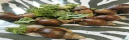 Snails invertebrates for sale: Giant African Land Snails, smaller ones available  - Advert 2