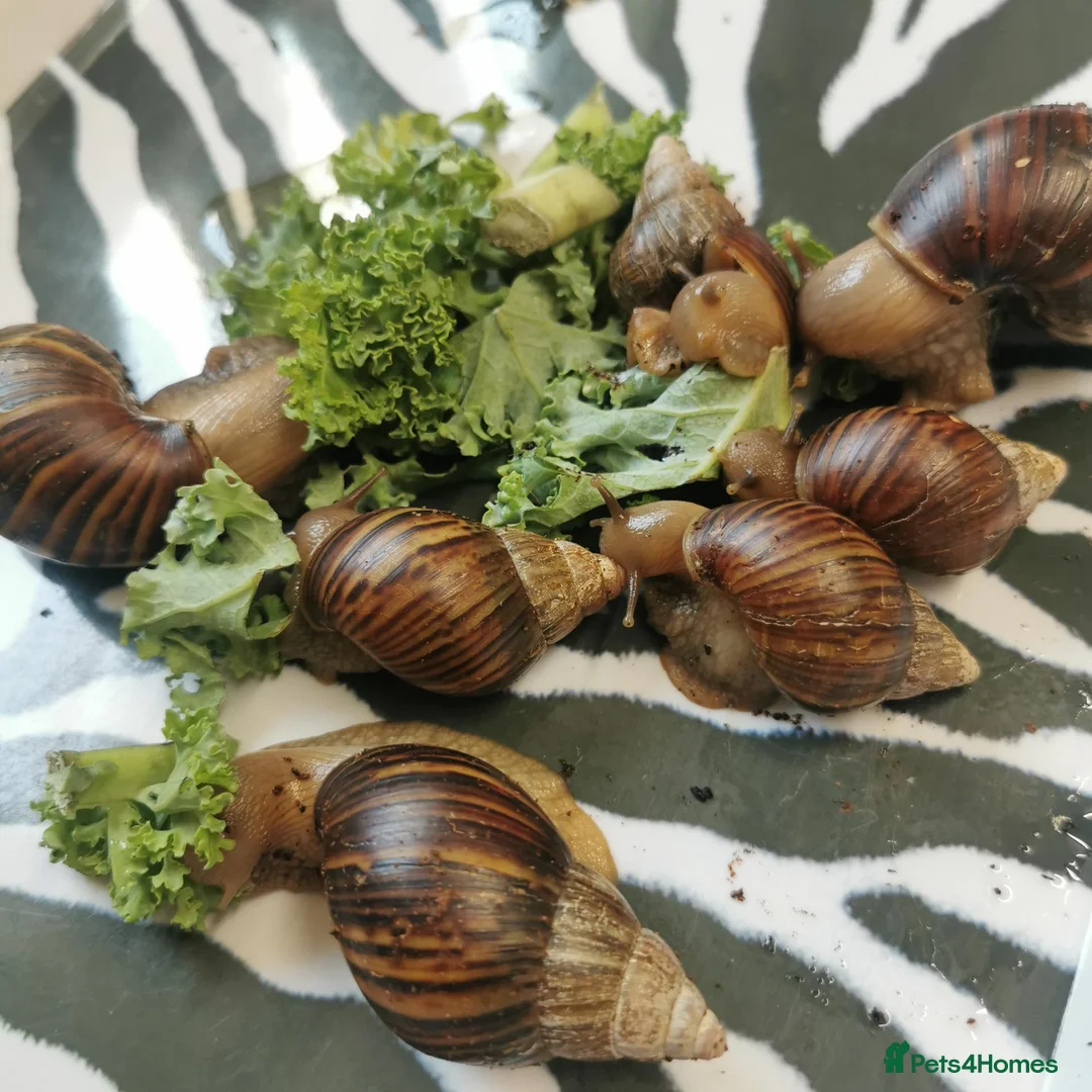 Snails invertebrates for sale: Giant African Land Snails, smaller ones available  - Advert 2