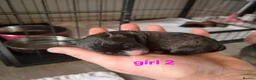 Jackapoo dogs for sale: Gorgeous jackapoo puppies 🐶  - Advert 15