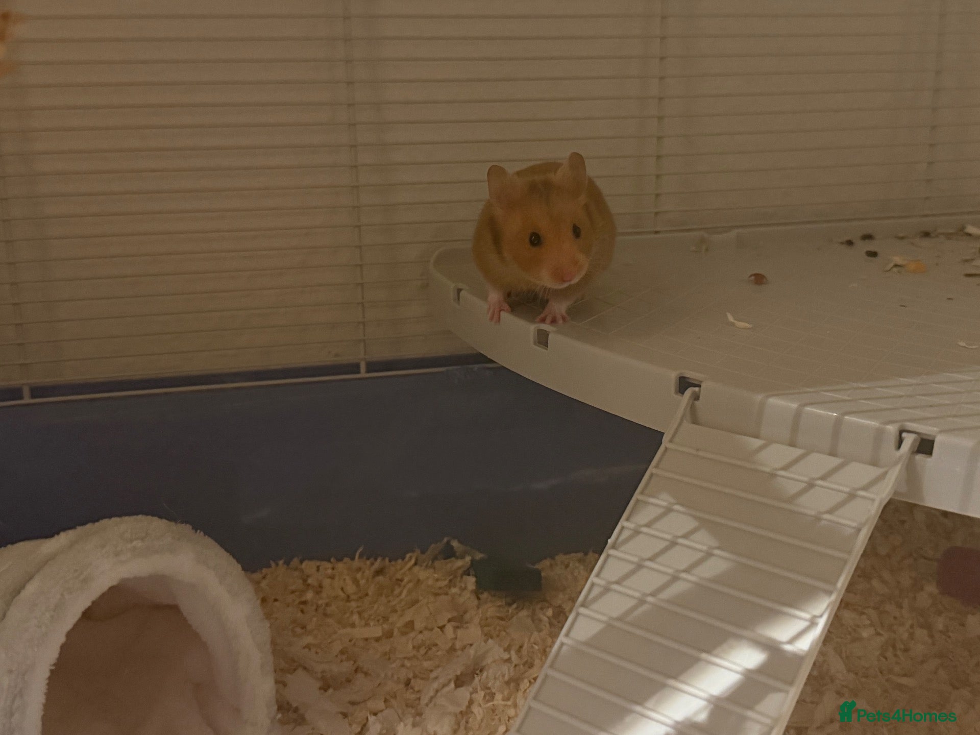 Hamster rodents for sale: Female Syrian hamster - Pumpkin - Advert 1