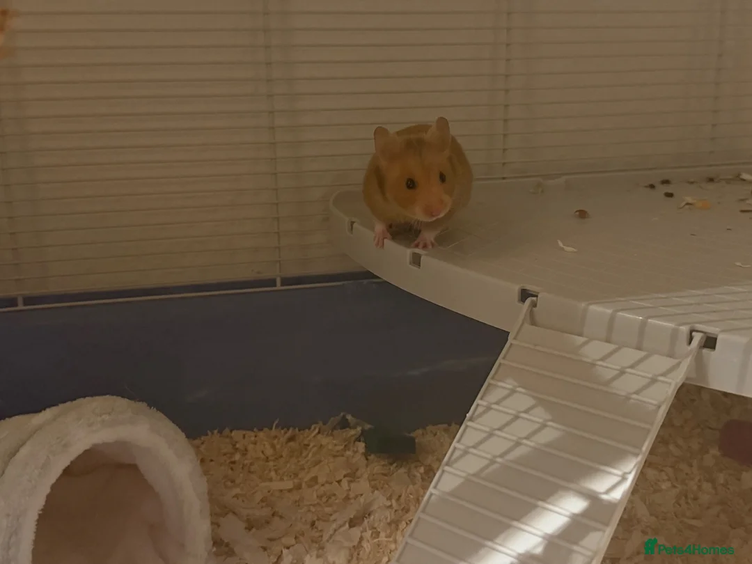 Hamster rodents for sale: Female Syrian hamster - Pumpkin in Telford - Advert 1