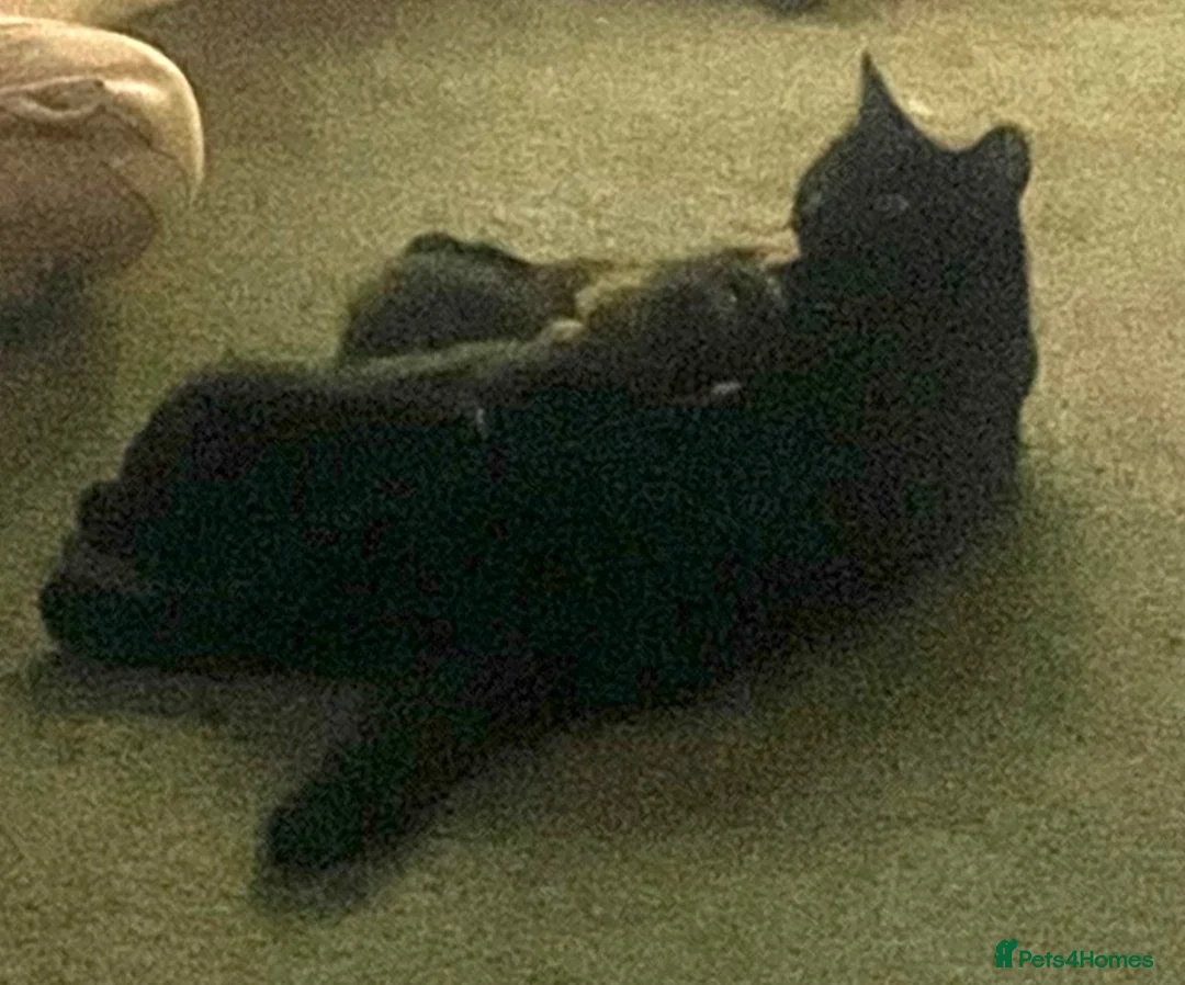 Mixed Breed cats for sale: Two beautiful kittens for sale - Advert 2