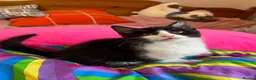 Mixed Breed cats for sale: Beautiful kittens are looking for a loving family. - Advert 16