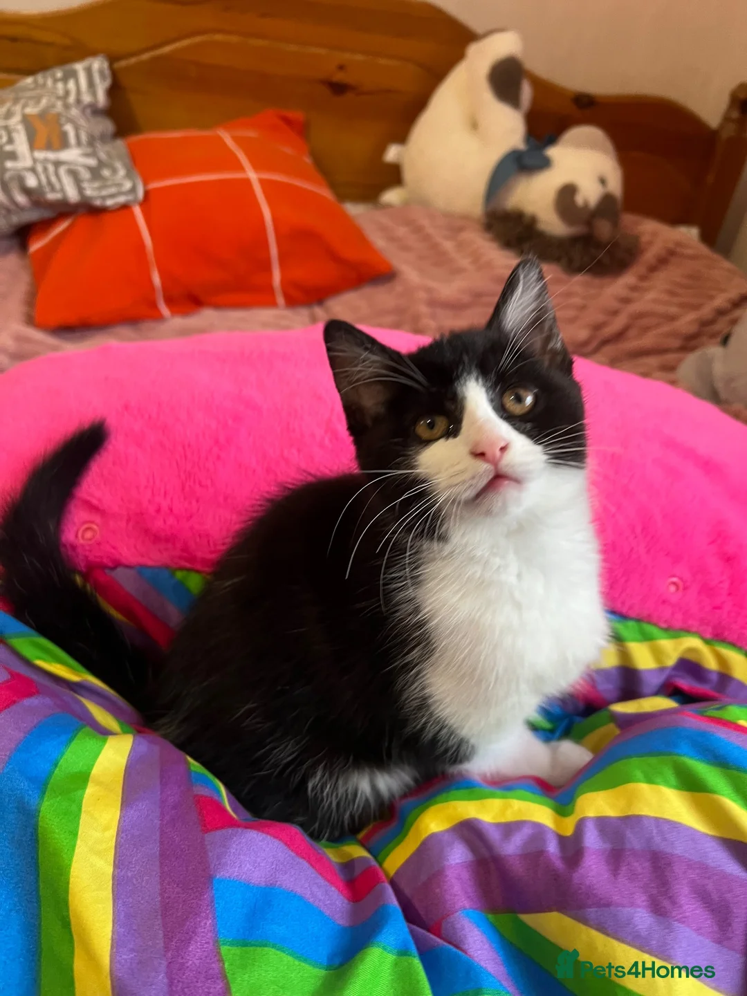 Mixed Breed cats for sale: Beautiful kittens are looking for a loving family. - Advert 16