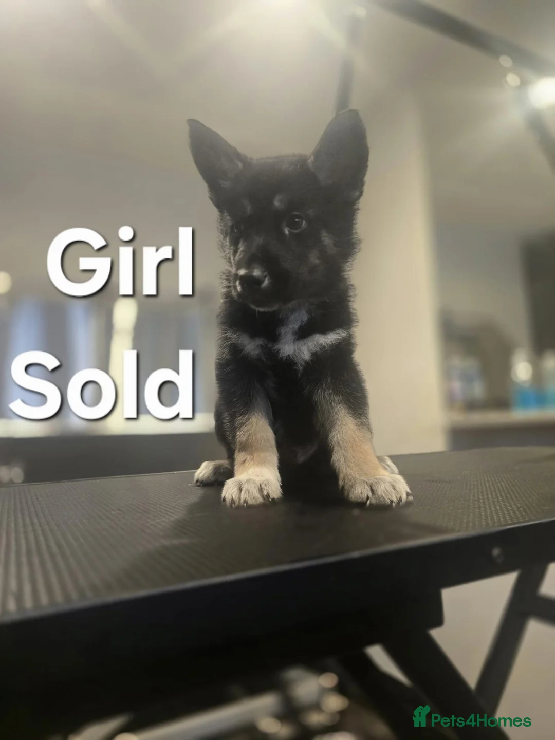 Shepsky dogs for sale: Shepsky puppies in Lutterworth - Advert 2