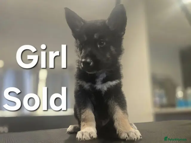 Shepsky dogs for sale: Shepsky puppies - Advert 2