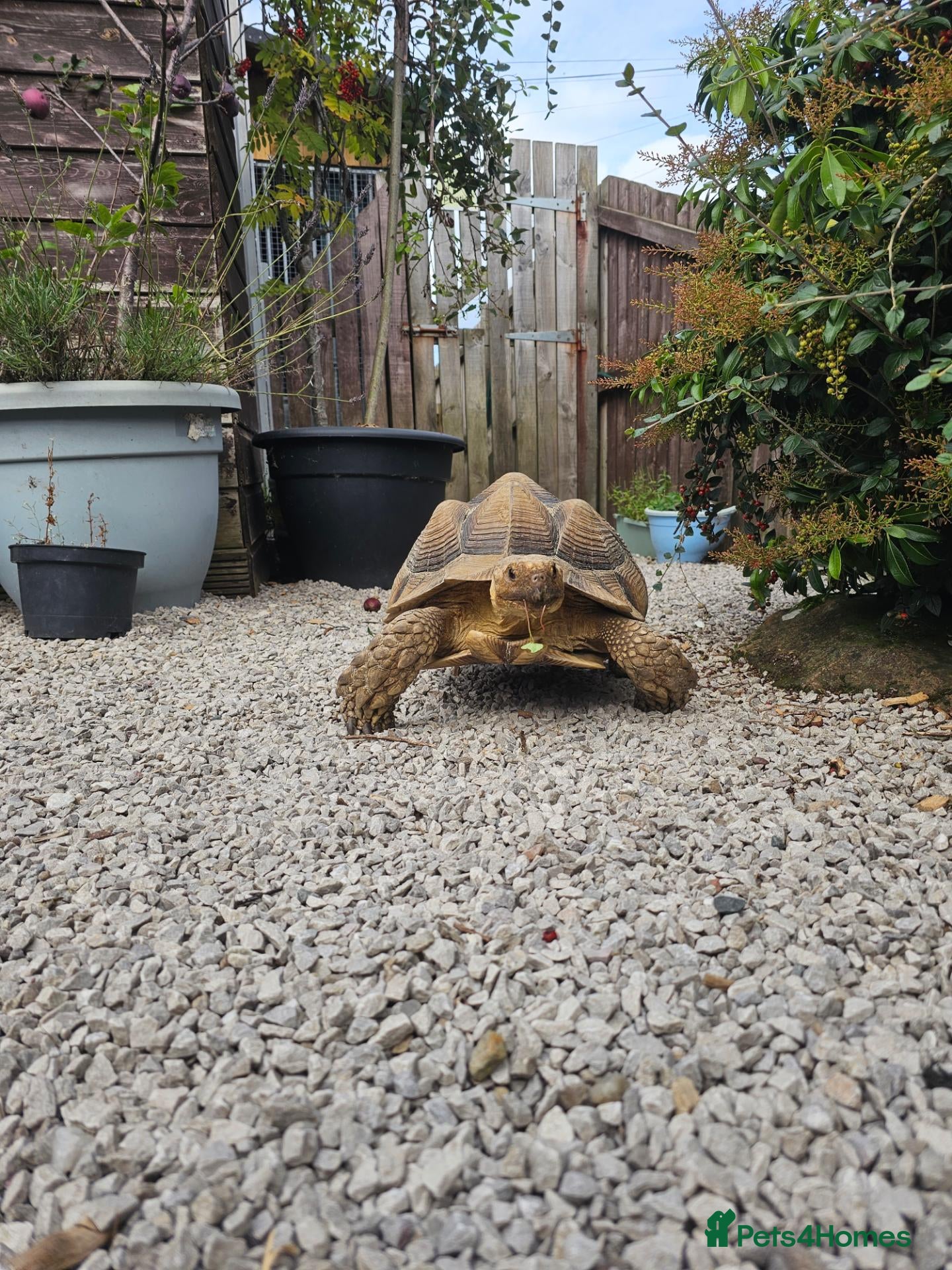 Tortoise reptiles Sulcata tortoises  - Advert 18