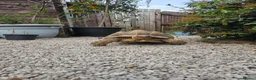 Tortoise reptiles for sale: Sulcata tortoises  - Advert 1