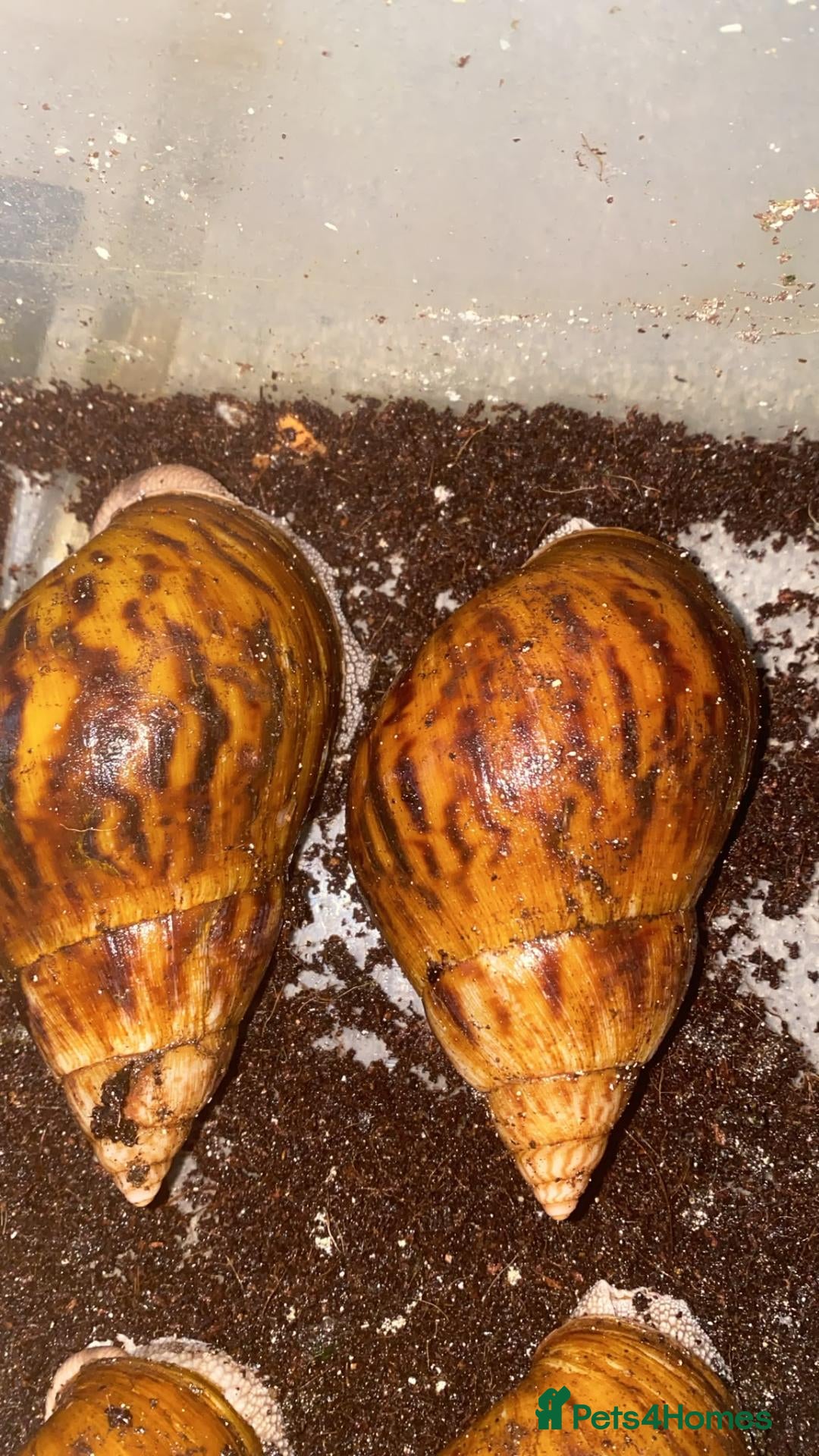 Snails invertebrates for sale: Giant African Tiger Land Snails (Achatina achatina - Advert 1