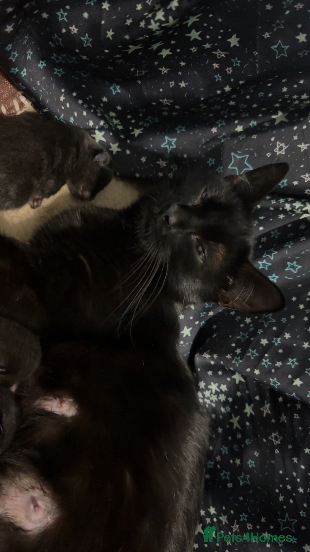 Mixed Breed cats for sale: Black and one grey  - Advert 1