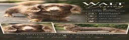 Miniature Dachshund dogs for stud: Long haired miniature dachshund for Stud  - Advert 3