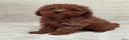 Toy Poodle dogs for sale:  Red Toy Poodle Puppies – Asian Teddy Bear Type in Motherwell - Advert 4