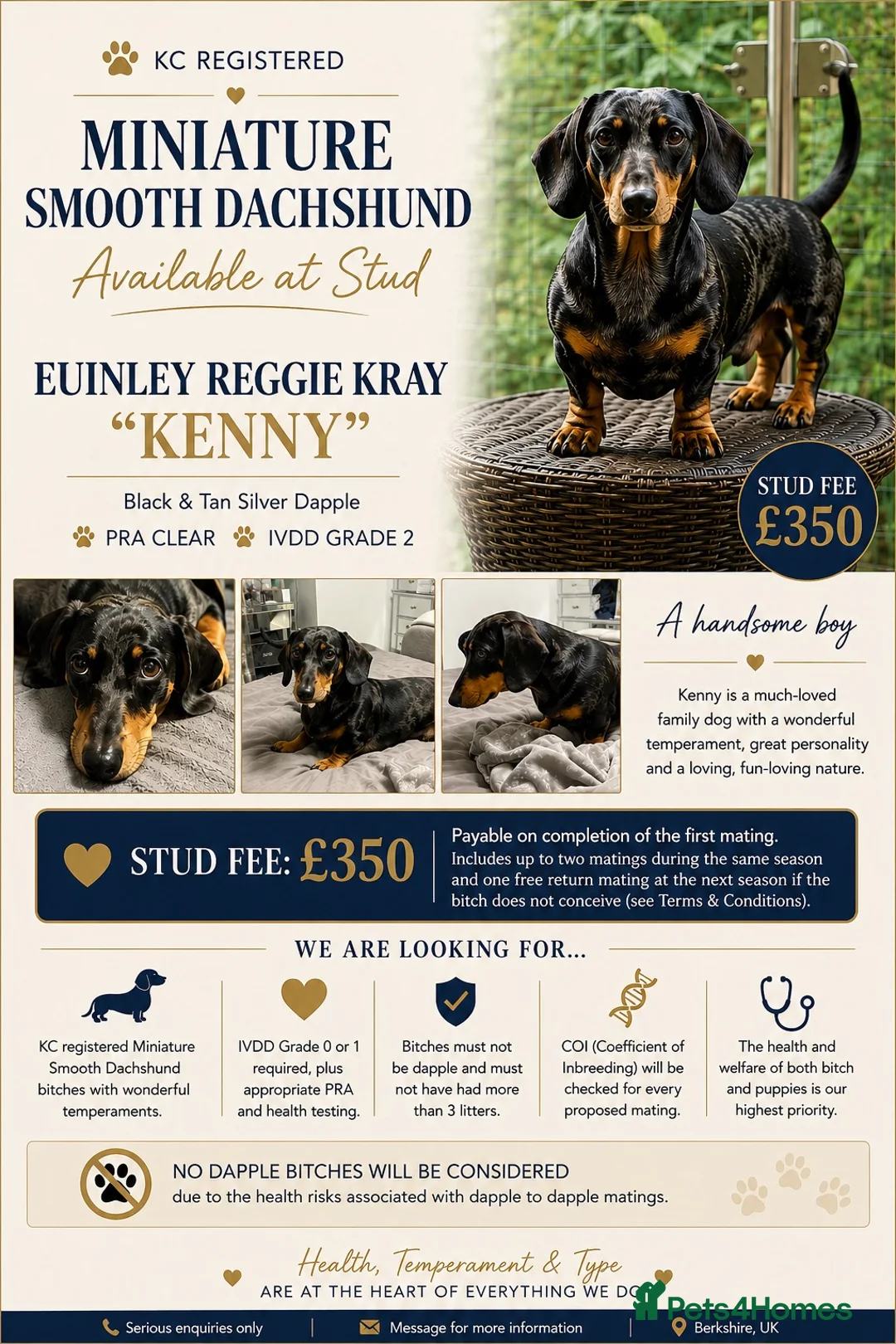 Miniature Dachshund dogs for stud: Miniature Dachshund stud in Bracknell - Advert 1