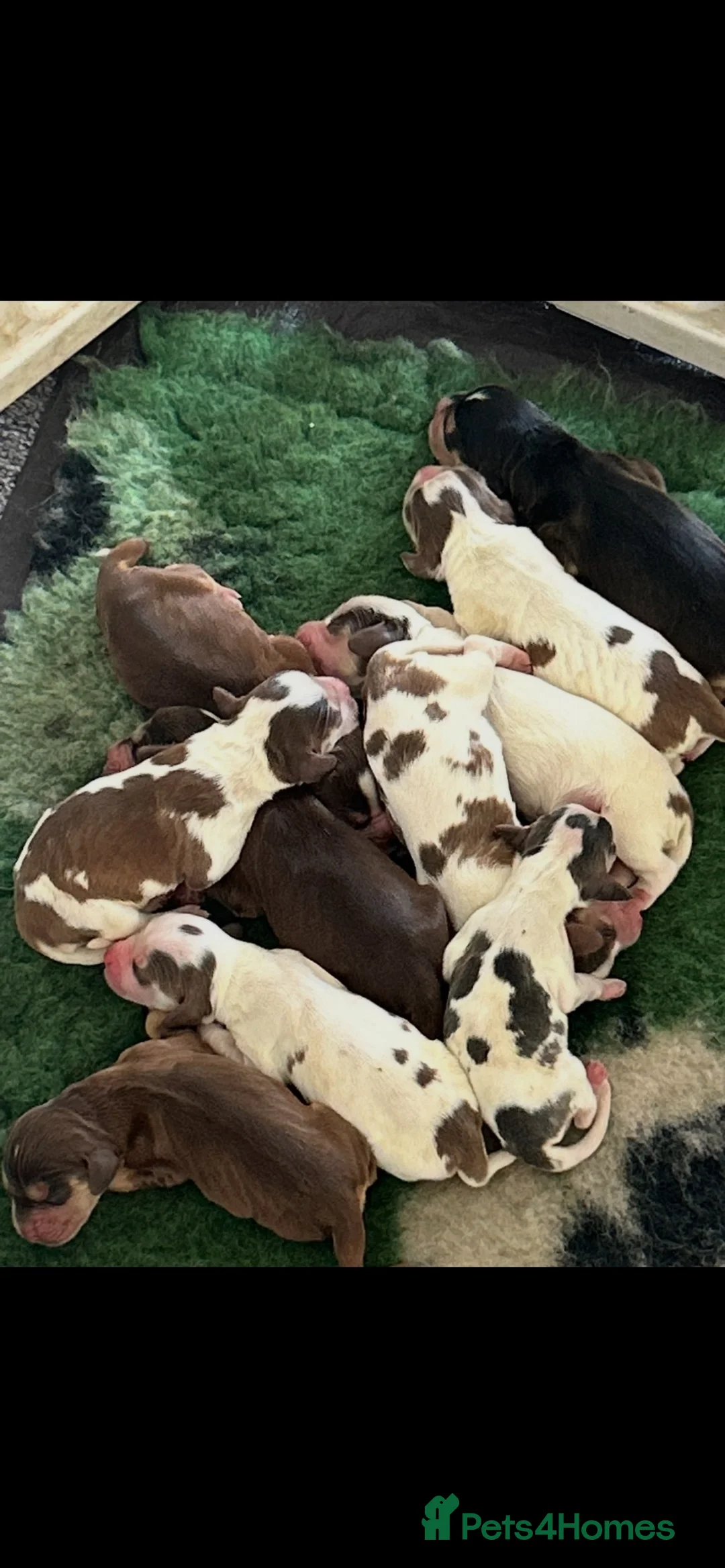 Cocker Spaniel dogs for stud: Gorgeous HEALTH CHECKED/KC Reg Show Cocker Studs - Advert 30