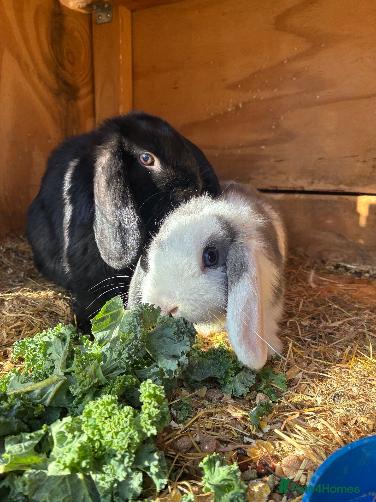 Mini Lop rabbits for sale: Baby mini lops - 5 months old - Advert 8