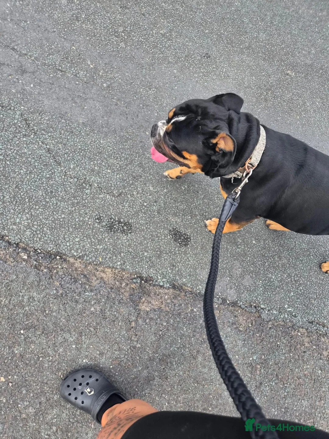 Mixed Breed dogs for sale: 3 year old bulldog mix in Holmfirth - Advert 2