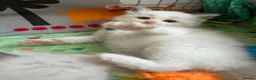 Ragdoll cats for sale: GCCF Reg Purebred Ragdoll kittens - Advert 6