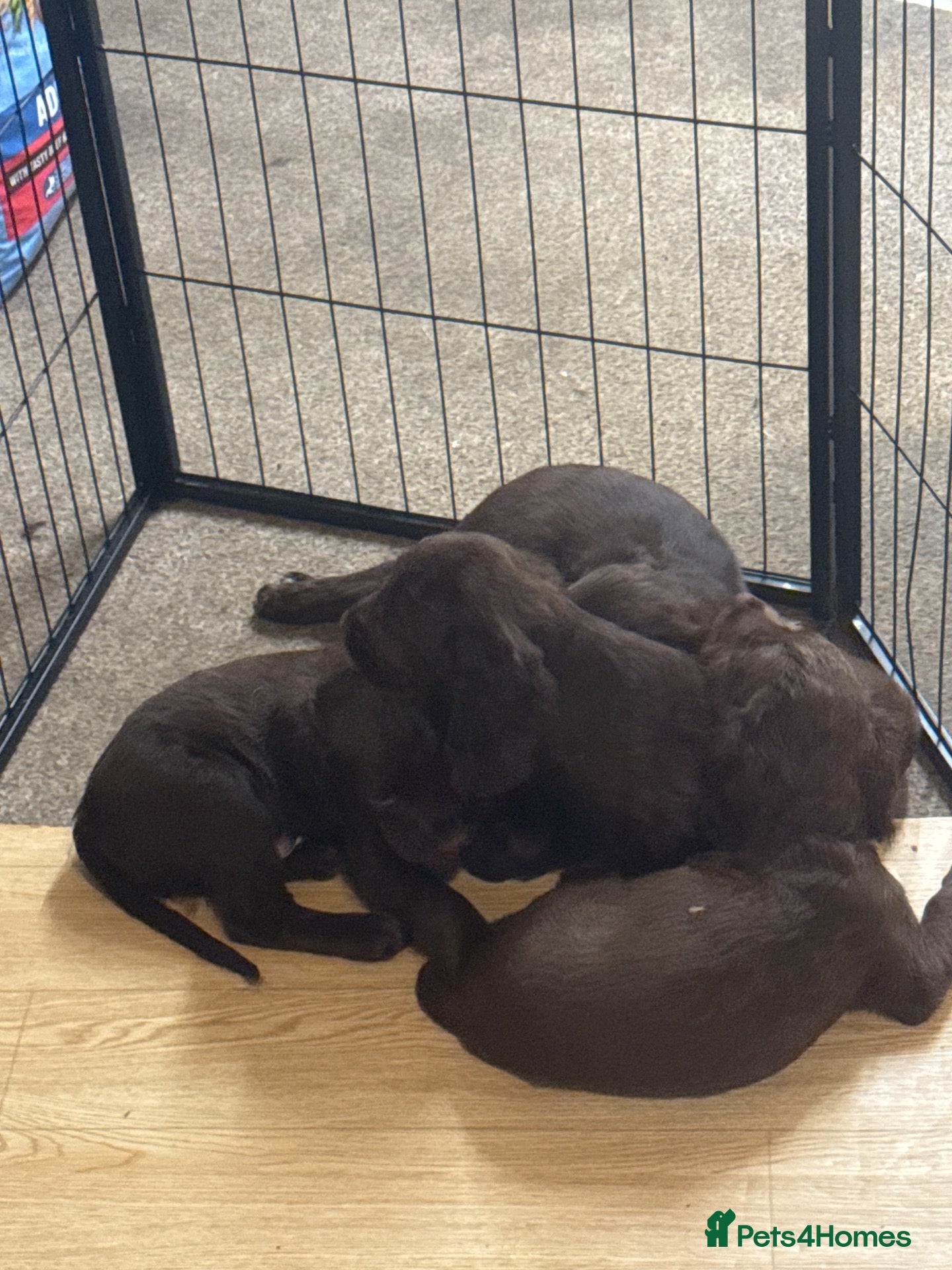 Sprocker dogs for sale: 3 Sprockers for Sale all males  - Advert 2