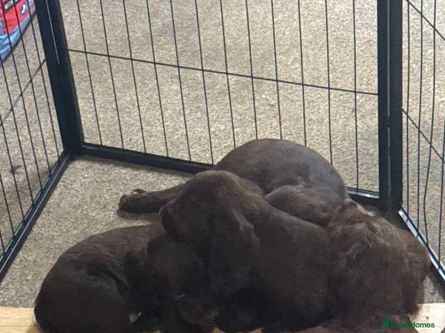 Sprocker dogs for sale: 3 Sprockers for Sale all males - Advert 2