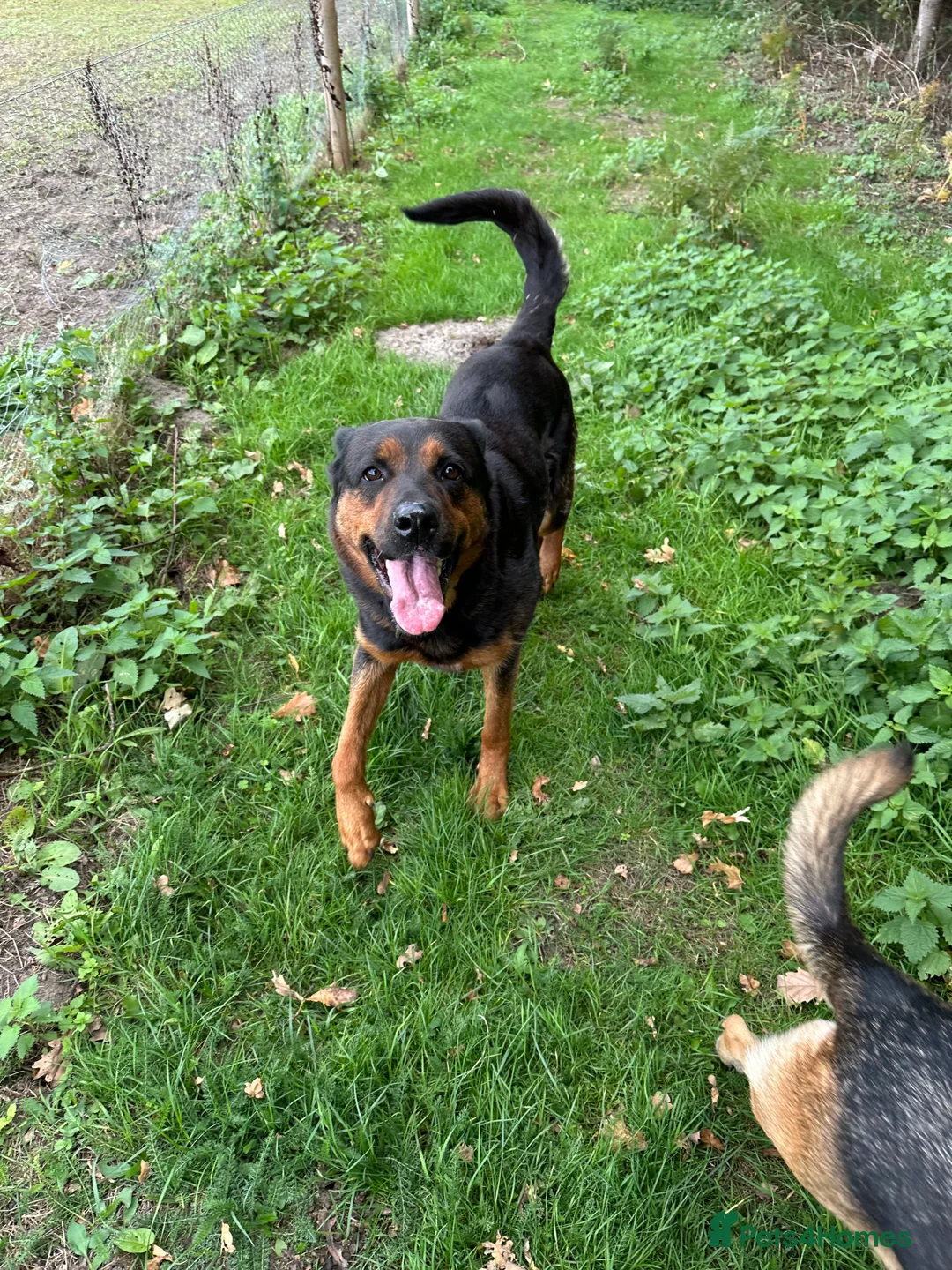 Mixed Breed dogs for sale: German Shepherd cross Rottweiler  - Advert 2