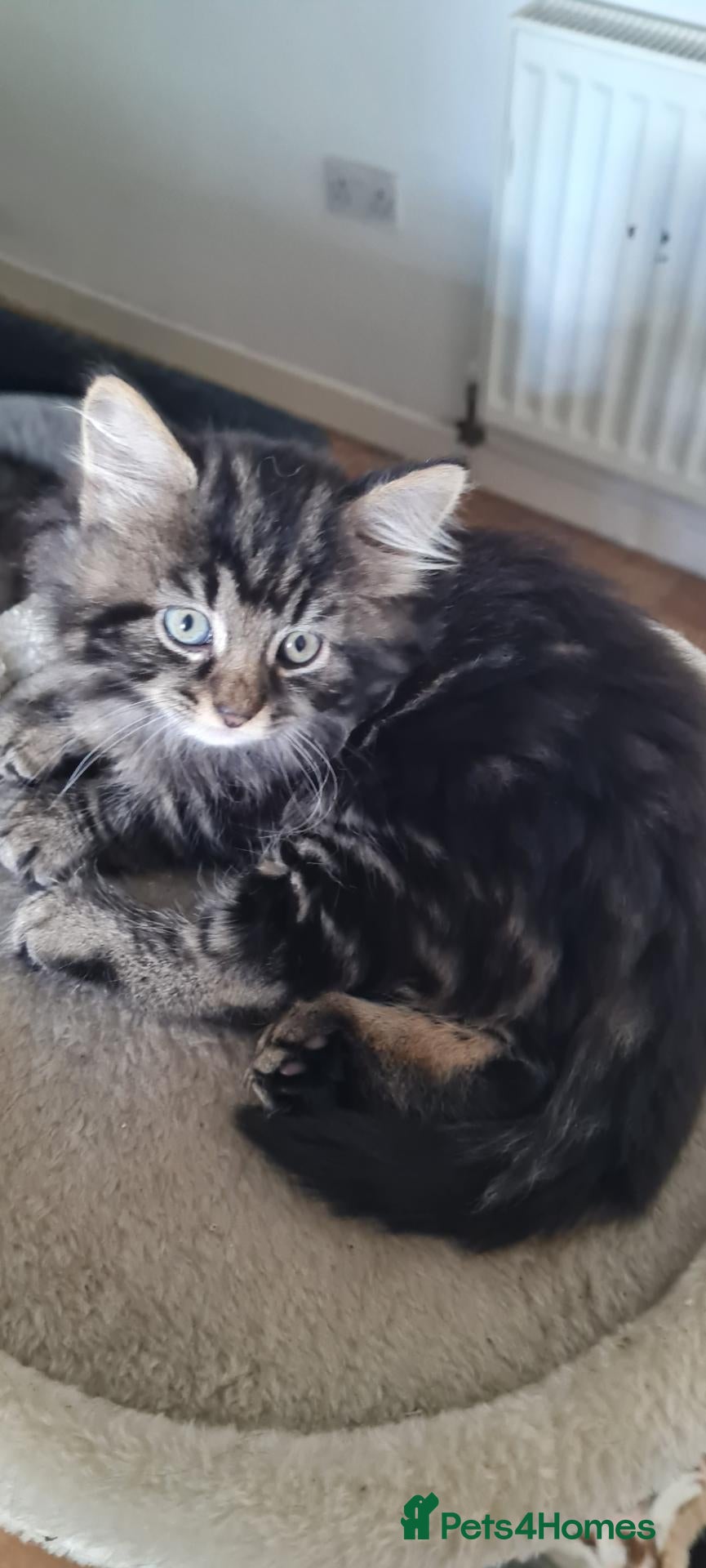 Mixed Breed cats for sale: 4 cute girls  looking for a forever home - Advert 1