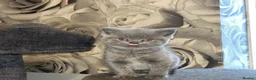 British Shorthair cats for sale: Adorable purebreed British shorthair kittens  - Advert 8