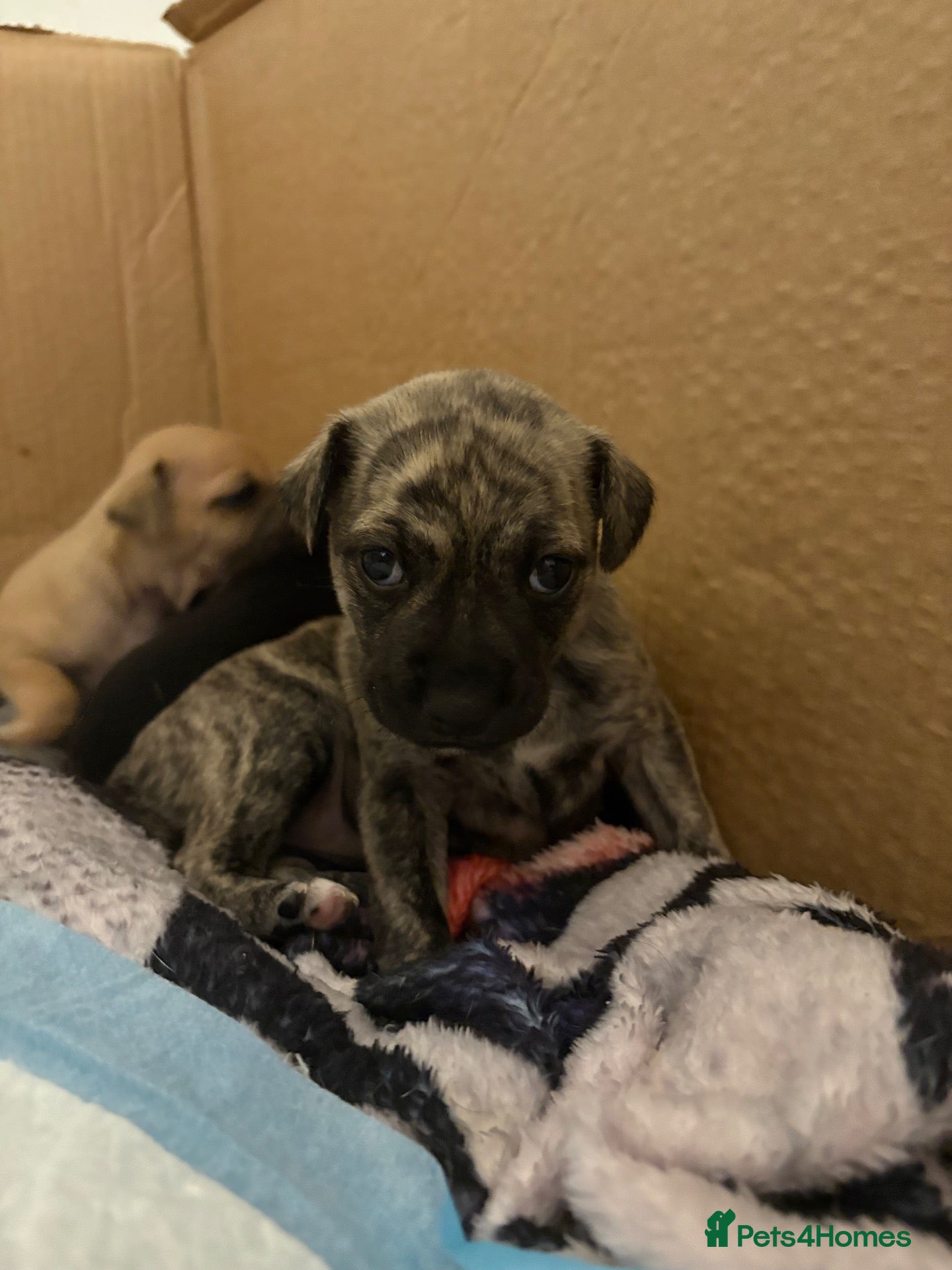 Mixed Breed dogs for sale: Bridle Staffy cross Jack russell puppy  - Advert 6